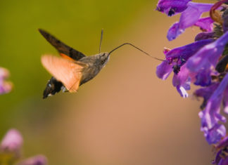 Keep an Eye Out For a Hummingbird Hawk-Moth on Your Next Travel