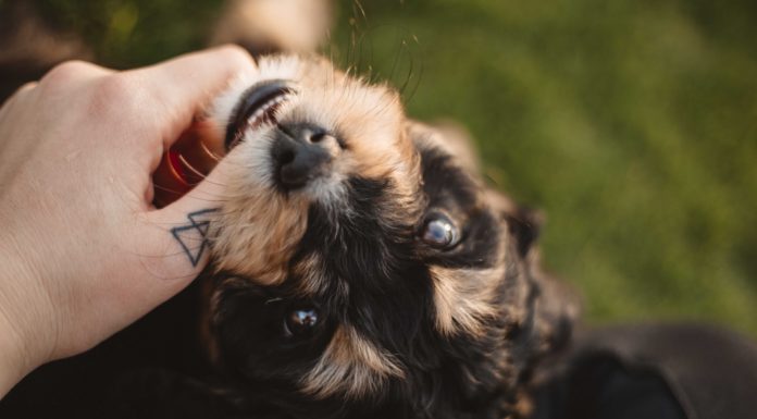 Amazing Minimalist Design Ideas For Your Next Tattoo