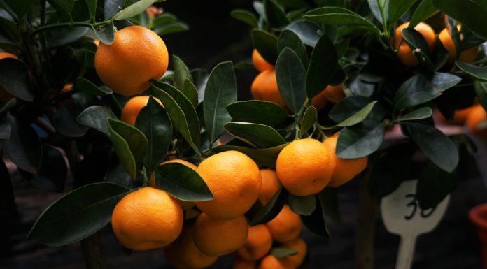 Citrus Trees Are Becoming a Major Trend in Home Decor