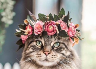We Can’t Get Enough of These Flower Crowns – Made For Pets!