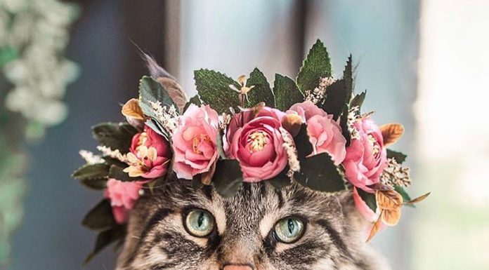 We Can’t Get Enough of These Flower Crowns – Made For Pets!