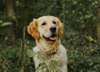 These Foods Are Safe to Share With Your Dog