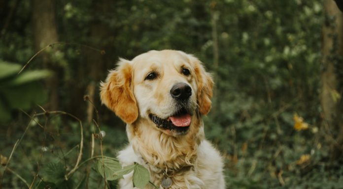 These Foods Are Safe to Share With Your Dog