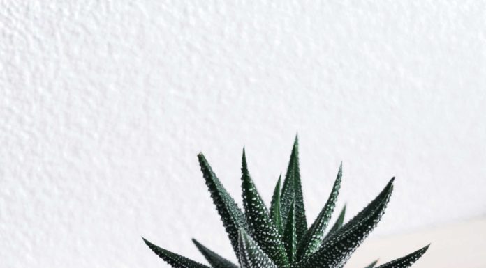 Aloe Vera Cream Soothes Sensitive Skin