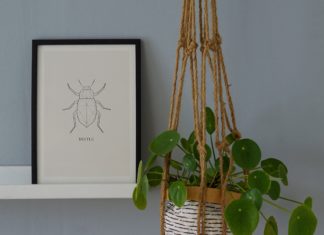 Hanging Plants to Spice Up Your Room