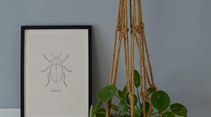 Hanging Plants to Spice Up Your Room