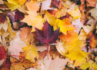 5 Great DIY Fall Projects With Leaves