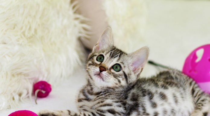 Make DIY Toys For Your Cat