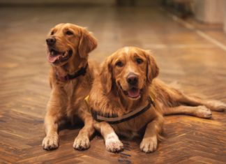 Get Paid to Stay in London With Two Adorable Golden Retrievers!