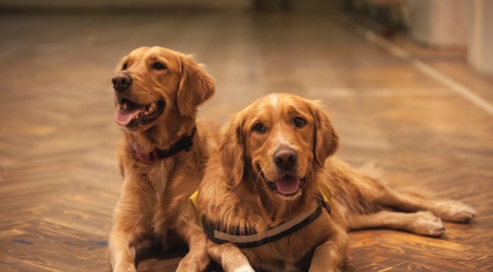 Get Paid to Stay in London With Two Adorable Golden Retrievers!