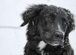 Signs Your Pet is Suffering From Winter Depression