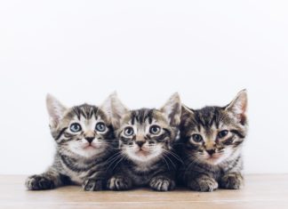Every Cat Lover Should Visit These Places