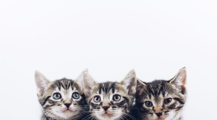 Every Cat Lover Should Visit These Places