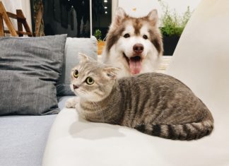 Cat or Dog: How to Choose a Pet?