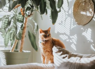 These Common Indoor Plants Are Poisonous to Your Pets