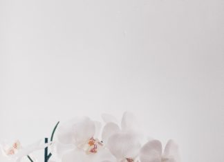 Simple Tips for Having Blooming Orchids All Year Long