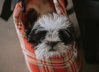 These DIY Dog Crafts are Perfect For Any Crafter