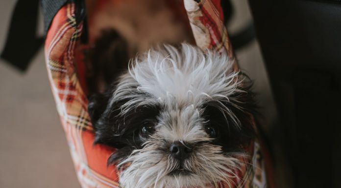 These DIY Dog Crafts are Perfect For Any Crafter