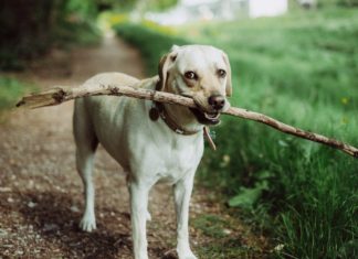 The Best Dog Breeds For Families With Kids