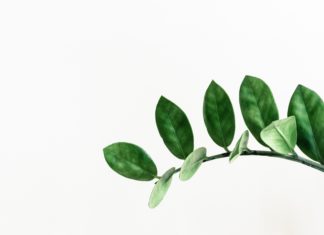 3 Low Maintenance House Plants