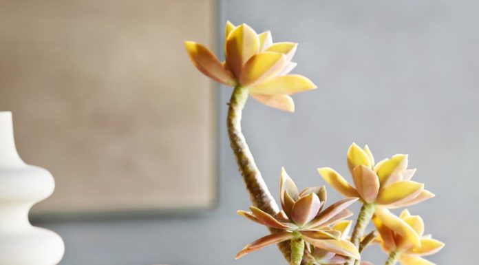 These Beautiful Vases Are Decorative Even When Empty