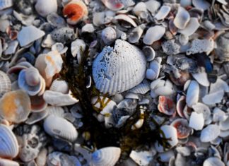 5 Best Ways to Welcome Seashell Décor Into Your Home