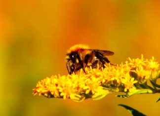 Honey Bee Home Décor Will Be Everywhere This Spring