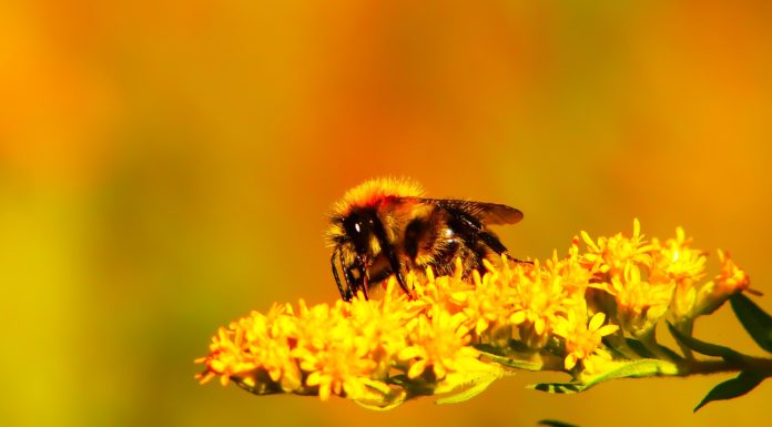 Honey Bee Home Décor Will Be Everywhere This Spring