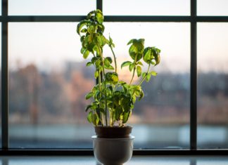 5 Easiest Herbs to Grow Indoors