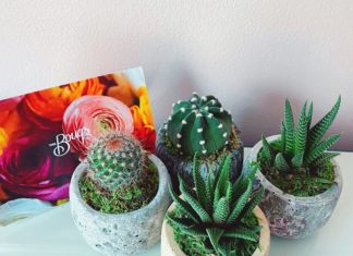 The Best Places to Buy Plants Online