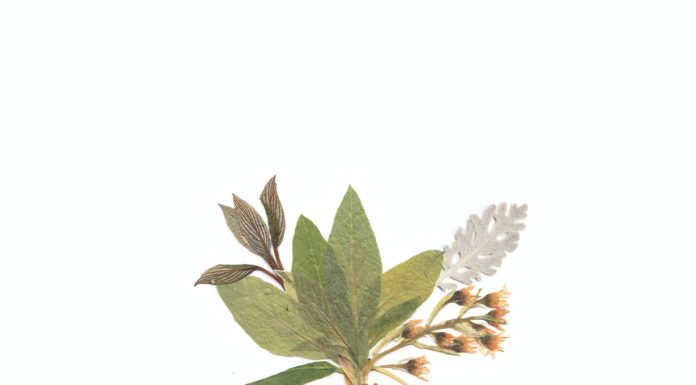 Fun Collections Anyone Can Start for Free