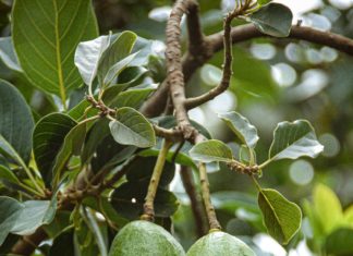 After You’re Done With Your Avocado, Grow it Into an Avocado Tree