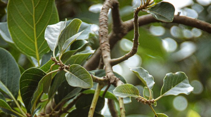 After You’re Done With Your Avocado, Grow it Into an Avocado Tree