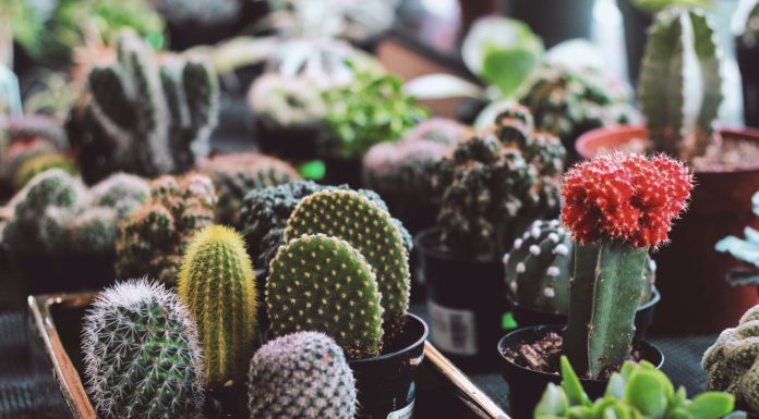 Avoid These Common Succulent Mistakes