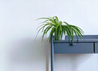 6 Pot Plants That Are Super Easy To Look After