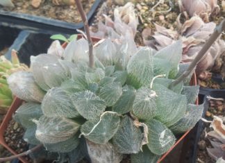 Do You Already Have This Succulent With Transparent Leaves?