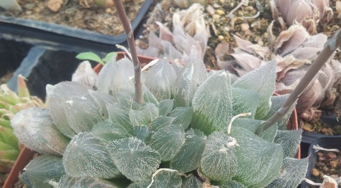 Do You Already Have This Succulent With Transparent Leaves?