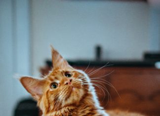 Four Small Tips to Make Your Cat’s Life Way Better
