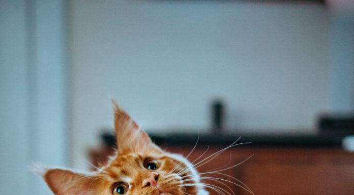 Four Small Tips to Make Your Cat’s Life Way Better