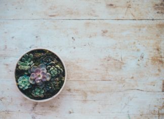 3 Succulents Perfect for Beginner Gardeners