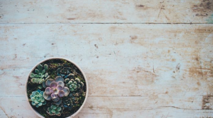 3 Succulents Perfect for Beginner Gardeners