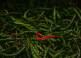 From Refreshing to Spicy: The Two Dynamic Greens to Home-grow This Summer