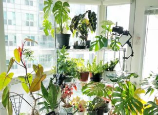 Beautiful Instagram Accounts for Plant Lovers