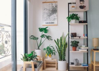 Did You Know Plants Can Get Sunburnt?