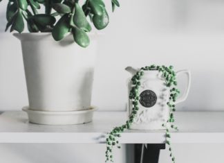 3 Trendiest Houseplants of Summer 2020