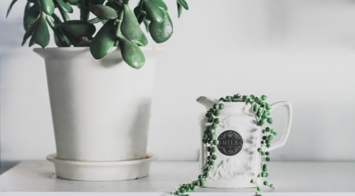 3 Trendiest Houseplants of Summer 2020
