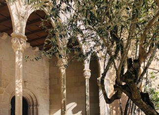 How to Bring the Mediterranean to Your Garden