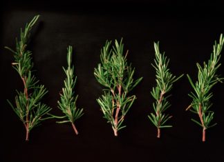 Top 6 Herbs and How to Use Them