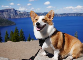 Your Dogs Will Stay Cool All Summer With These Homemade Treats