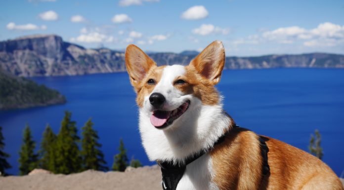 Your Dogs Will Stay Cool All Summer With These Homemade Treats